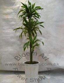 CODE 12997 - Dracaena Silver